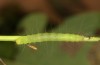 Nycteola revayana: Larva (S-Germany, Lautrach near Memmingen, 10. August 2025) [S]