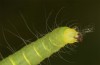 Nycteola revayana: Larva (S-Germany, Lautrach near Memmingen, 10. August 2025) [S]