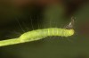 Nycteola revayana: Larva (S-Germany, Lautrach near Memmingen, 10. August 2025) [S]