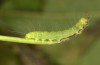 Nycteola revayana: Larva (S-Germany, Lautrach near Memmingen, 10. August 2025) [S]