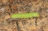 Nycteola revayana: Larva on its way for pupation (e.l. rearing, S-Germany, Lautrach near Memmingen, larvae found on 10. August 2025) [S]