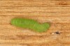 Nycteola revayana: Construction of cocoon (e.l. rearing, S-Germany, Lautrach near Memmingen, larvae found on 10. August 2025) [S]