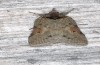 Nycteola revayana: Imago (e.l.-rearing, S-Germany, Lautrach near Memmingen, larvae on 10. August 2025) [S]