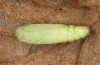 Nycteola revayana: Pupa (e.l. rearing, S-Germany, Lautrach near Memmingen, larvae found on 10. August 2025) [S]