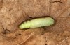 Nycteola revayana: Pupa (e.l. rearing, S-Germany, Lautrach near Memmingen, larvae found on 10. August 2025) [S]