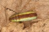 Nycteola revayana: Pupa (e.l. rearing, S-Germany, Lautrach near Memmingen, larvae found on 10. August 2025) [S]