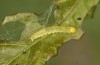 Nycteola revayana: Half-grown larva (S-Germany, Lautrach near Memmingen, 10. August 2025) [M]