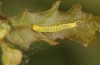 Nycteola revayana: Half-grown larva (S-Germany, Lautrach near Memmingen, 10. August 2025) [M]