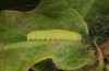 Nycteola revayana: Half-grown larva (S-Germany, Lautrach near Memmingen, 10. August 2025) [M]