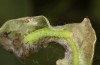 Nycteola revayana: Half-grown larva (S-Germany, Lautrach near Memmingen, 10. August 2025) [M]