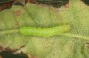 Nycteola revayana: Half-grown larva (S-Germany, Lautrach near Memmingen, 10. August 2025) [M]