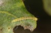Nycteola revayana: Young larva (S-Germany, Lautrach near Memmingen, 10. August 2025) [M]