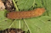 Xestia rhomboidea: Larva (Memmingen 2011) [S]