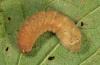 Xestia rhomboidea: Larva (Memmingen 2011) [S]