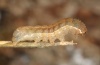 Xestia rhomboidea: Larva (Memmingen 2011).  [S]