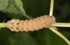 Xestia rhomboidea: Larva (Swabian Alb, Southern Germany 2011) [S]