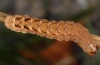 Xestia rhomboidea: Raupe (deutlicher gezeichnete Variante) [S]