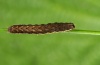 Xestia rhomboidea: Young larva (Memmingen, November 2011) [M]