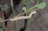 Zekelita canariensis: Halbwüchsige Raupe (La Gomera, Dezember 2011) [N]