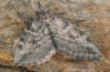 Zekelita canariensis: Weibchen (e.l. La Gomera 2011) [S]