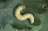 Polyploca ridens: Raupe [S]