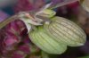 Sideridis rivularis: Ovum [N]