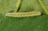 Hypena rostralis: Half-grown larva, June 2011, Dettenheim [S]