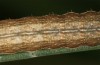 Diarsia rubi: Young larva (S-Germany, Isny, Adelegg, 01.11.2020) [S]