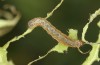 Diarsia rubi: L2 larva (e.o. rearing, NW-Germany, Esens, F1-breeding originating from larvae in late April 2022) [S]