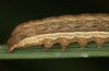 Diarsia rubi: Young larva (S-Germany, Isny, Adelegg, 01.11.2020) [S]