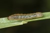 Diarsia rubi: L2-Raupe (e.o. Ostfriesland, Esens, F1-Nachzucht von Raupen Ende April 2022) [S]