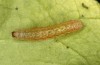 Diarsia rubi: L2-Raupe (e.o. Ostfriesland, Esens, F1-Nachzucht von Raupen Ende April 2022) [S]