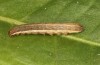 Diarsia rubi: Young larva (e.l. rearing, S-Germany, Isny, Adelegg, larval record  01.11.2020) [S]