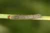 Diarsia rubi: L3 larva (e.o. rearing, NW-Germany, Esens, F1-breeding originating from larvae in late April 2022) [S]