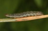 Diarsia rubi: L3 larva (e.o. rearing, NW-Germany, Esens, F1-breeding originating from larvae in late April 2022) [S]