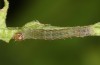 Diarsia rubi: L3 larva (e.o. rearing, NW-Germany, Esens, F1-breeding originating from larvae in late April 2022) [S]