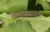 Diarsia rubi: L4 larva (e.o. rearing, NW-Germany, Esens, F1-breeding originating from larvae in late April 2022) [S]