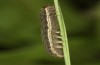 Diarsia rubi: L4 larva (e.o. rearing, NW-Germany, Esens, F1-breeding originating from larvae in late April 2022) [S]