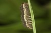 Diarsia rubi: L4-Raupe (e.o. Ostfriesland, Esens, F1-Nachzucht von Raupen Ende April 2022) [S]