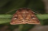 Diarsia rubi: Falter (e.l. Ostfriesland, Esens, Raupe Ende April 2022) [S]
