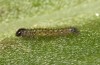 Diarsia rubi: Eiraupe (e.o. Ostfriesland, Esens, F1-Nachzucht von Raupen Ende April 2022) [S]