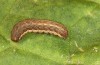 Diarsia rubi: Young larva (S-Germany, Isny, Adelegg, 01.11.2020) [M]