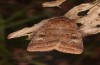 Diarsia rubi: Falter (e.l. Ostfriesland, Esens, Raupe Ende April 2022) [S]