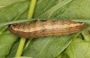 Diarsia rubi: Raupe (e.o. Ostfriesland, Esens, F1-Nachzucht von Raupen Ende April 2022) [S]