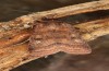 Diarsia rubi: Adult (e.l. rearing, NW-Germany, Esens, larva in late April 2022) [S]
