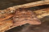 Diarsia rubi: Falter (e.l. Ostfriesland, Esens, Raupe Ende April 2022) [S]