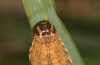 Diarsia rubi: Raupe (Ostfriesland, Esens, Ende April 2022) [M]