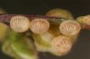 Diarsia rubi: Eggs after a few days (e.o. rearing, NW-Germany, Esens, F1-breeding originating from larvae in late April 2022) [S]