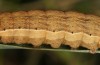 Diarsia rubi: Raupe (Ostfriesland, Esens, Ende April 2022) [M]