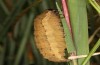 Diarsia rubi: Larva (NW-Germany, Esens, late April 2022) [M]